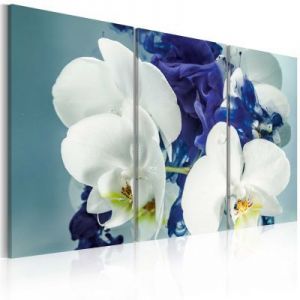 Obraz - Chimeryczne orchidee