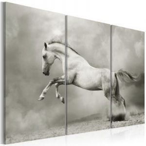 Obraz - Biały koń w ruchu