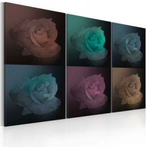 Obraz - Róża w sześciu odsłonach