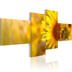 Obraz - Słoneczne słoneczniki