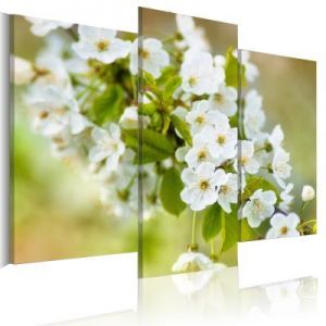 Obraz - Motyw z białymi kwiatami wiśni